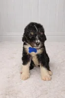 Tanner, a male Bernedoodle for sale in Longview, TX – Photo 1 of 4