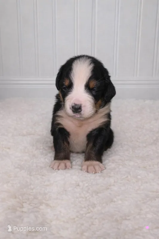 Lola – Bernese Mountain Dog puppy for sale in Longview, TX