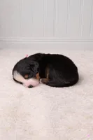 Lola, a female Bernese Mountain Dog for sale in Longview, TX – Photo 2 of 3