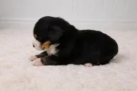 Lola, a female Bernese Mountain Dog for sale in Longview, TX – Photo 3 of 3