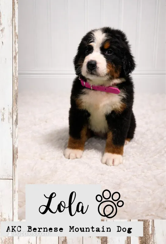 Lola – Bernese Mountain Dog puppy for sale in Longview, TX
