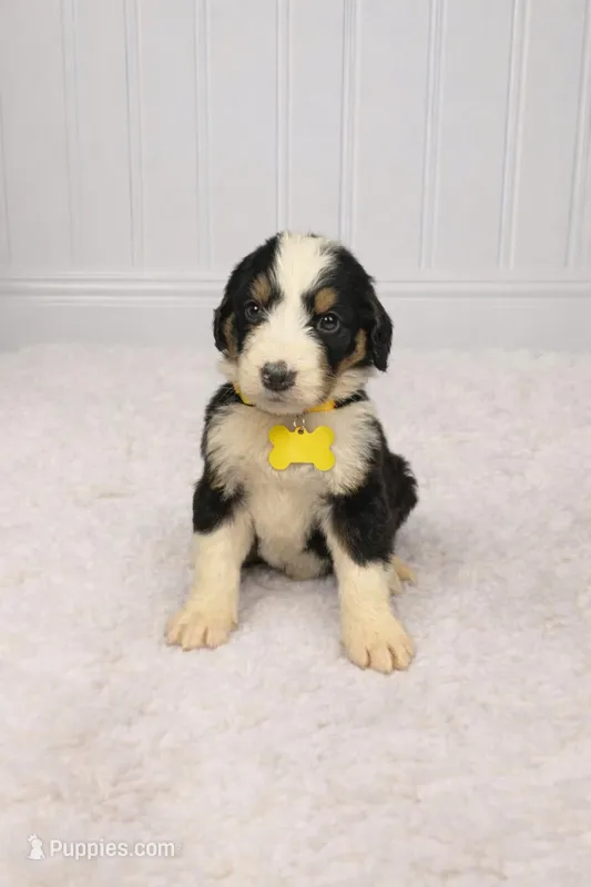 Gracey – Bernedoodle puppy for sale in Longview, TX