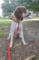 Rockafeller , a male Miniature Goldendoodle for sale in Longview, TX – 4 of 7