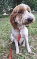 Rockafeller , a male Miniature Goldendoodle for sale in Longview, TX – 3 of 7