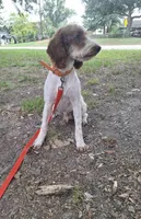 Rockafeller , a male Miniature Goldendoodle for sale in Longview, TX – 6 of 7