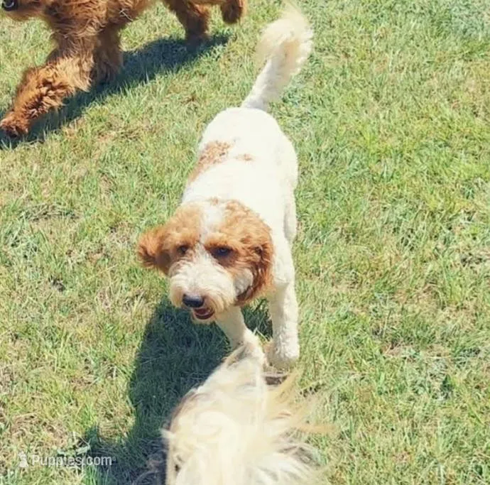 Rockafeller  – Miniature Goldendoodle puppy for sale in Longview, TX
