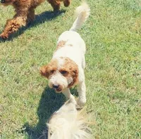 Rockafeller , a male Miniature Goldendoodle for sale in Longview, TX – 1 of 7