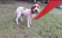 Rockafeller , a male Miniature Goldendoodle for sale in Longview, TX – 2 of 7
