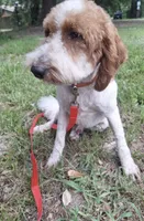Rockafeller , a male Miniature Goldendoodle for sale in Longview, TX – 5 of 7