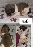 Cooper, a female Bernedoodle for sale in Longview, TX – Photo 5 of 6