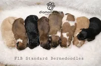 Cooper, a female Bernedoodle for sale in Longview, TX – Photo 6 of 6