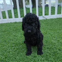 Sadie, a female Poodle - Standard  for sale in Longview, TX – Photo 1 of 3