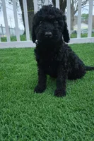 Sadie, a female Poodle - Standard  for sale in Longview, TX – Photo 3 of 3