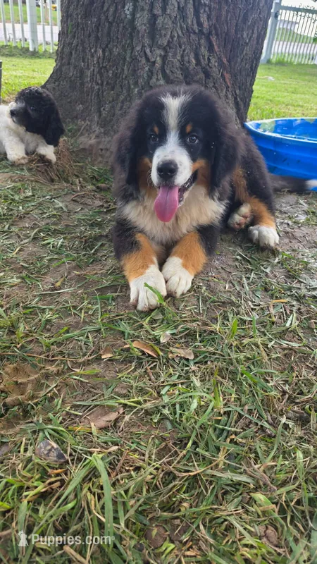 Oswald  – Bernese Mountain Dog puppy for sale in Longview, TX