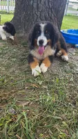 Oswald , a male Bernese Mountain Dog for sale in Longview, TX – 1 of 5