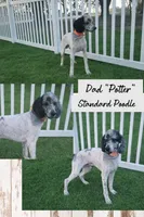 Shep, a male Sheepadoodle for sale in Longview, TX – 3 of 4