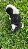 Shep, a male Sheepadoodle for sale in Longview, TX – 2 of 4