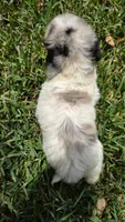 Gracey, a female Sheepadoodle for sale in Longview, TX – 2 of 4