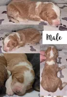 Mason, a female Bernedoodle for sale in Longview, TX – Photo 5 of 6