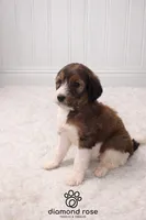 Maggie, a female Bernedoodle for sale in Longview, TX – Photo 6 of 6