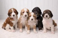 Maggie, a female Bernedoodle for sale in Longview, TX – Photo 2 of 6