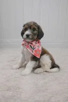 Maggie, a female Bernedoodle for sale in Longview, TX – Photo 3 of 6