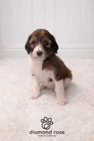 Maggie, a female Bernedoodle for sale in Longview, TX – Photo 4 of 6