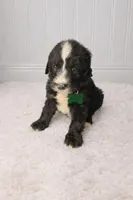 Sadie, a female Bernedoodle for sale in Longview, TX – Photo 2 of 3