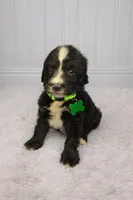 Sadie, a female Bernedoodle for sale in Longview, TX – Photo 3 of 3