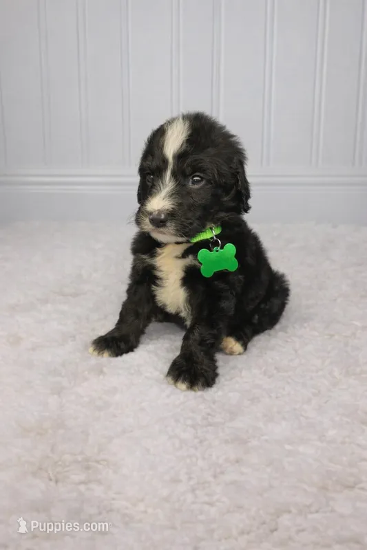 Sadie – Bernedoodle puppy for sale in Longview, TX