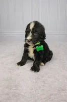 Sadie, a female Bernedoodle for sale in Longview, TX – Photo 1 of 3