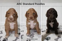 Lucy, a female Poodle - Standard  for sale in Longview, TX – Photo 3 of 3