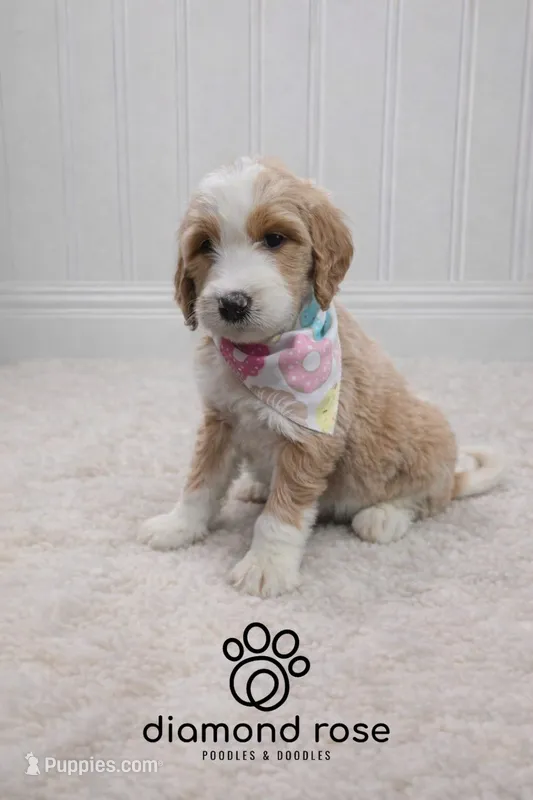 Heidi – Bernedoodle puppy for sale in Longview, TX