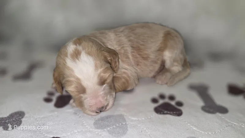 Heidi, a female Bernedoodle for sale in Longview, TX – Photo 1 of 8
