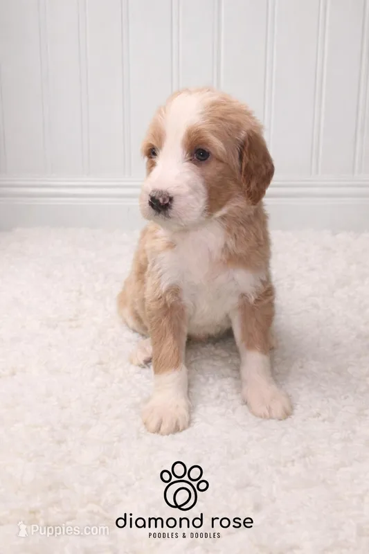 Heidi – Bernedoodle puppy for sale in Longview, TX