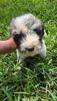 Cooper, a male Sheepadoodle for sale in Longview, TX – 1 of 4