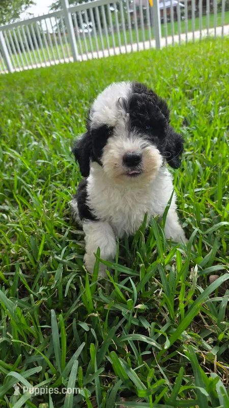 Shep – Sheepadoodle puppy for sale in Longview, TX