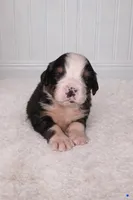 Oso, a male Bernese Mountain Dog for sale in Longview, TX – Photo 2 of 3