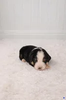 Oso, a male Bernese Mountain Dog for sale in Longview, TX – Photo 1 of 3