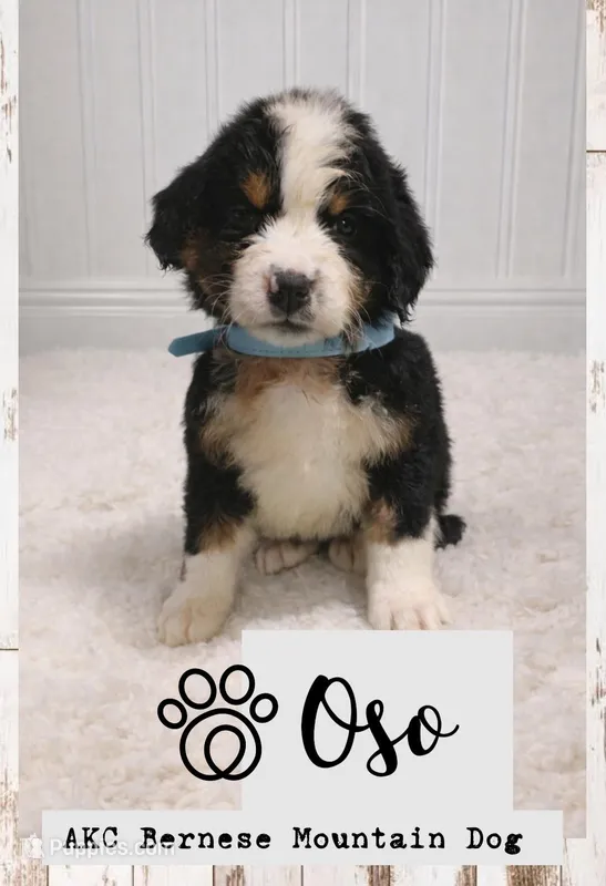 Oso – Bernese Mountain Dog puppy for sale in Longview, TX