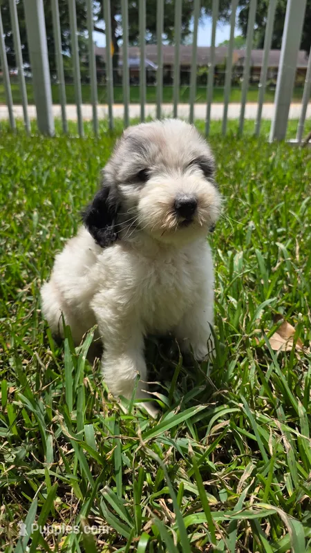 Gracey – Sheepadoodle puppy for sale in Longview, TX