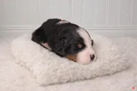 Chance, a male Bernese Mountain Dog for sale in Longview, TX – Photo 1 of 3