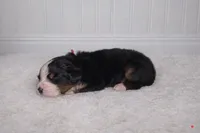 Chance, a male Bernese Mountain Dog for sale in Longview, TX – Photo 2 of 3