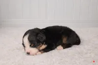 Chance, a male Bernese Mountain Dog for sale in Longview, TX – Photo 3 of 3