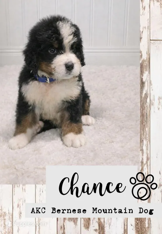 Chance – Bernese Mountain Dog puppy for sale in Longview, TX