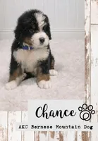 Chance, a male Bernese Mountain Dog for sale in Longview, TX – 1 of 4