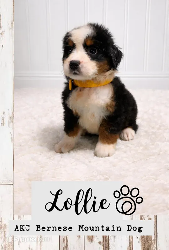 Lollie – Bernese Mountain Dog puppy for sale in Longview, TX