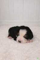 Lollie, a female Bernese Mountain Dog for sale in Longview, TX – Photo 3 of 3