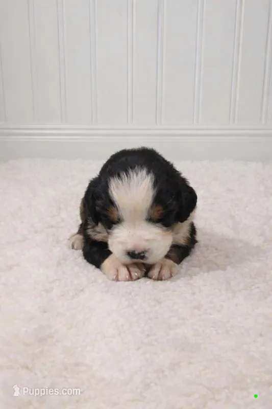 Lollie – Bernese Mountain Dog puppy for sale in Longview, TX