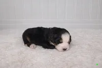 Lollie, a female Bernese Mountain Dog for sale in Longview, TX – Photo 2 of 3